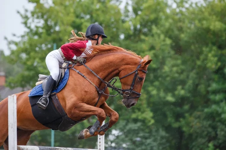 How to Choose the Right Ticketing Solution for Sports Events